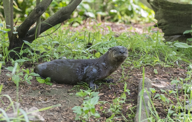 Julie Larsen Maher_1326_North American Otter and Pup_PPZ_05 26 16.JPG